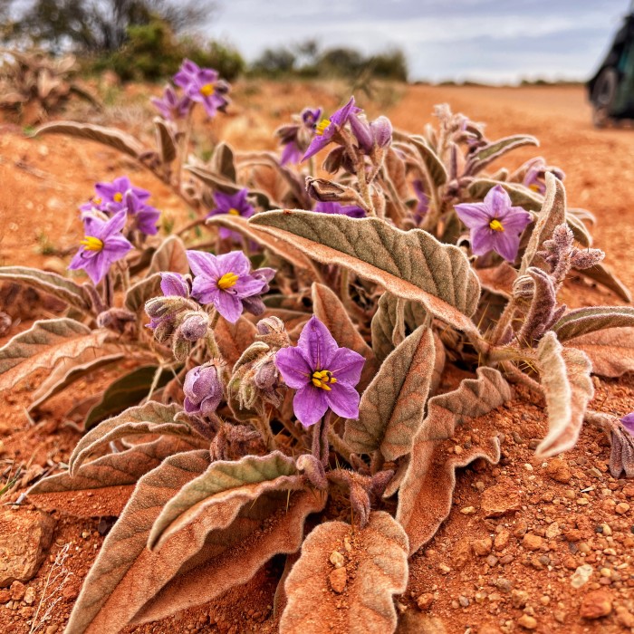 Pieroad - Outback Desert - en